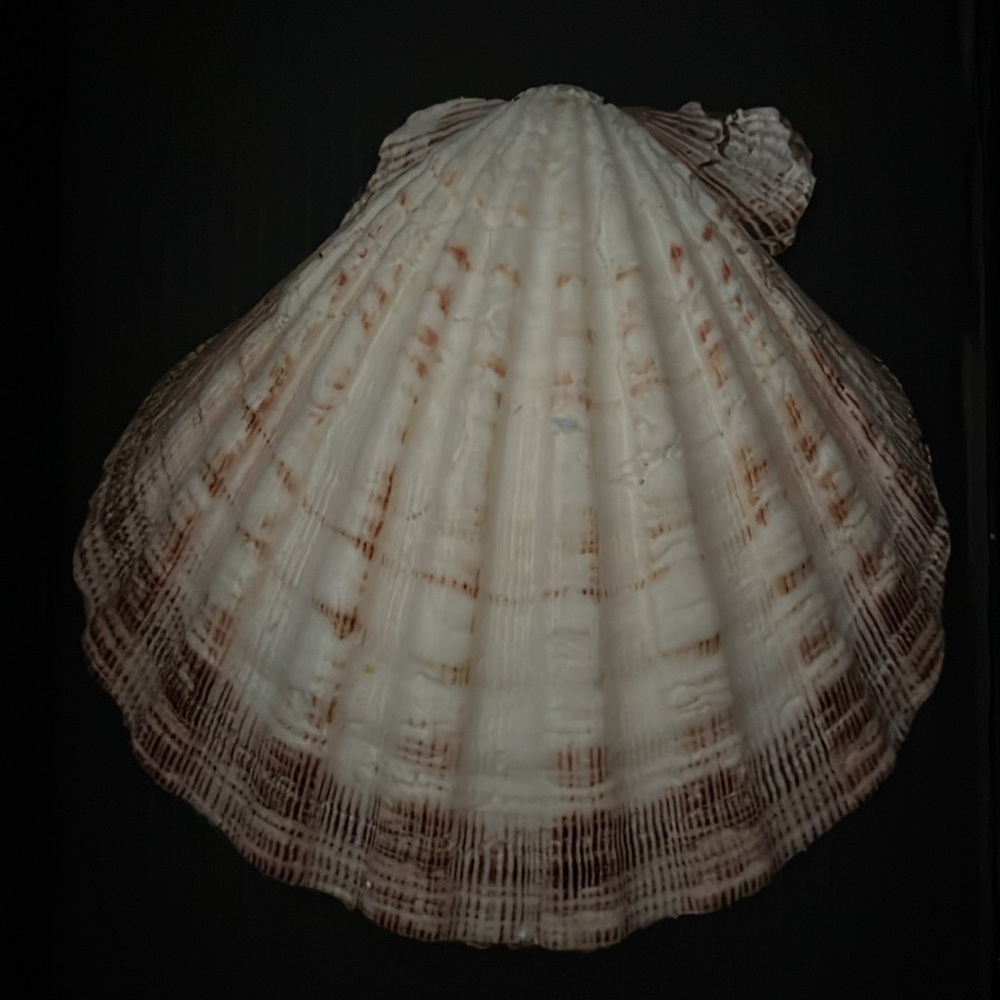 Large Beach Theme Shell - Picture 2 of 4
